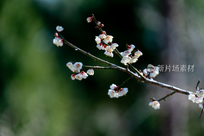 一枝梅花