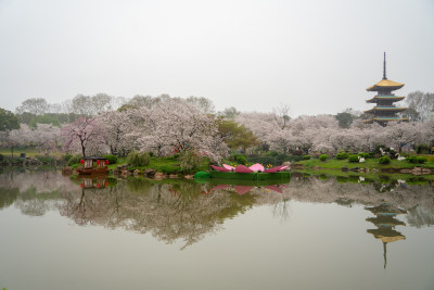 武汉东湖樱园樱花