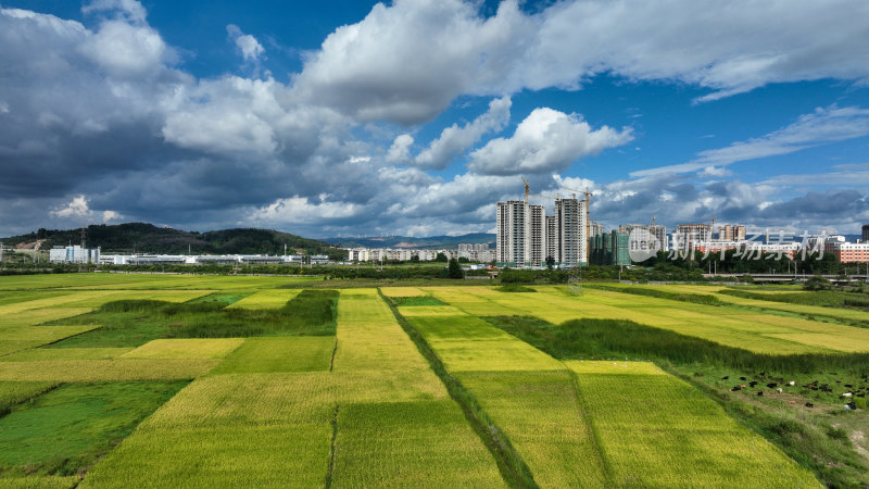 稻谷飘香的田野