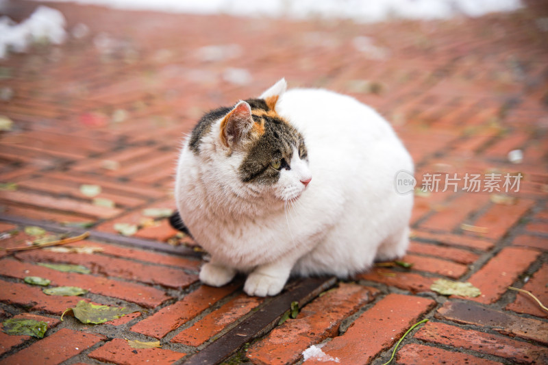 冬季路面上的猫积雪