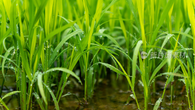 水稻秧苗水稻种植