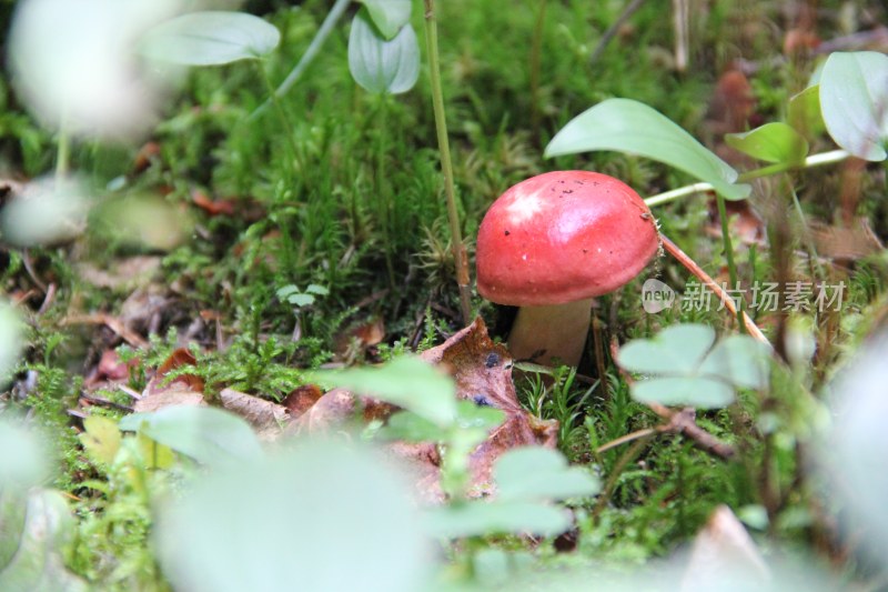 野生菌蘑菇生长环境菌类山菌野生菌