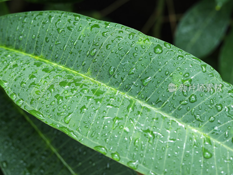 春天绿色的树叶叶子和上面的雨滴水滴露水