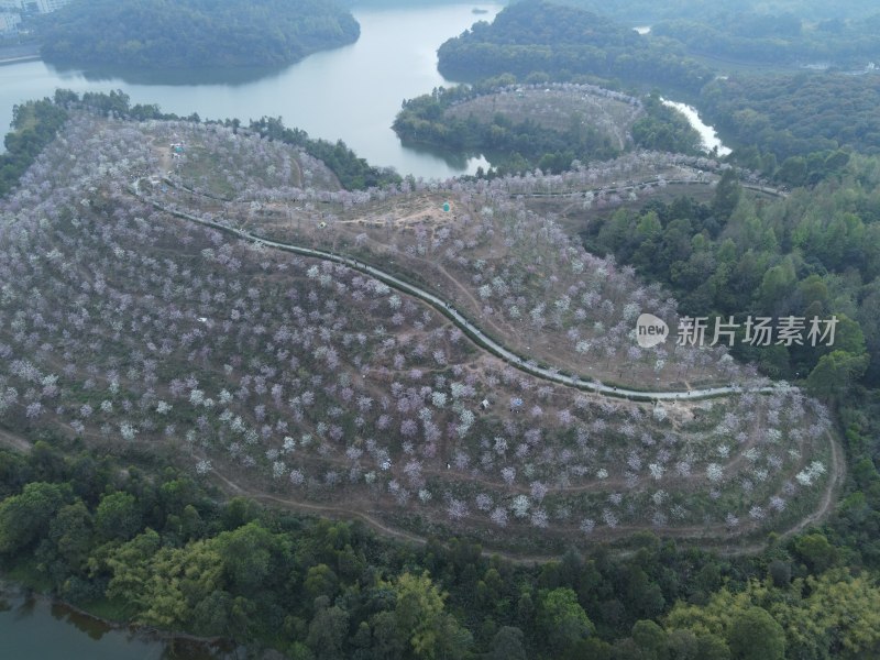 航拍湖畔繁花盛开的岛屿