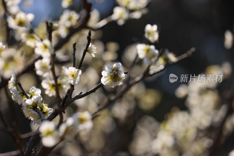 杭州西湖花港观鱼白梅特写