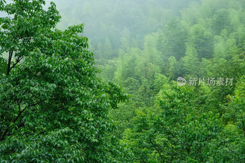 安吉夏天雨季山间竹林云雨