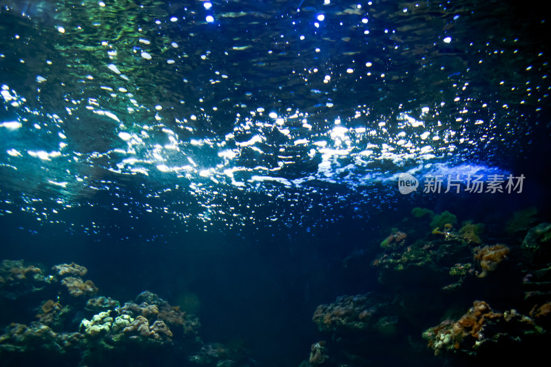 水族馆热带鱼