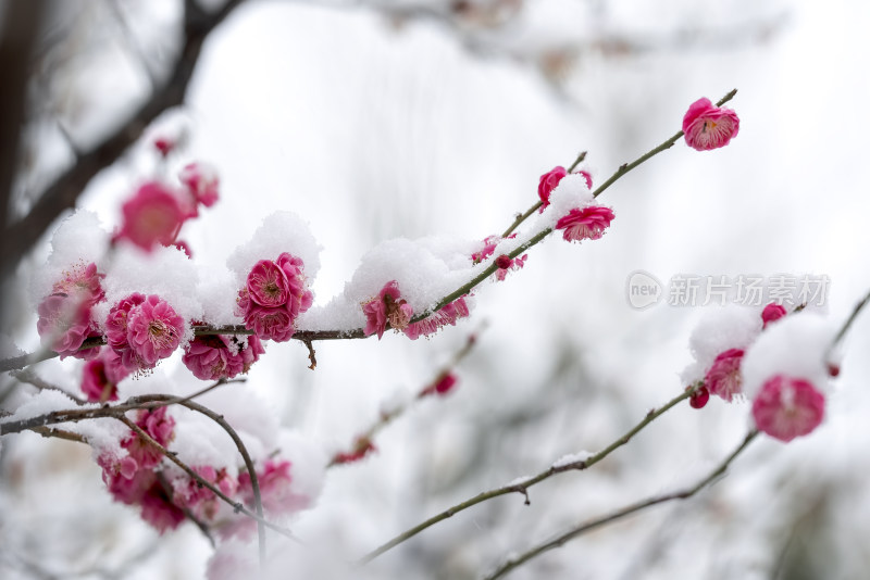 春天公园里雪中盛开的梅花