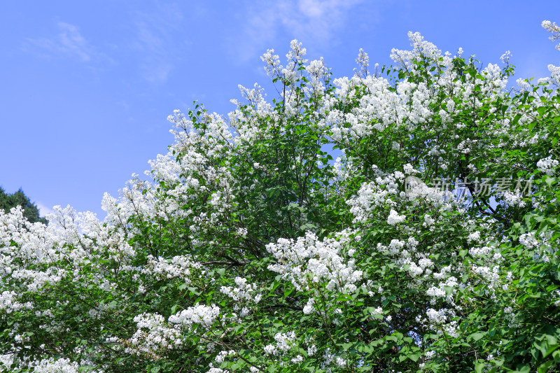 丁香花花卉