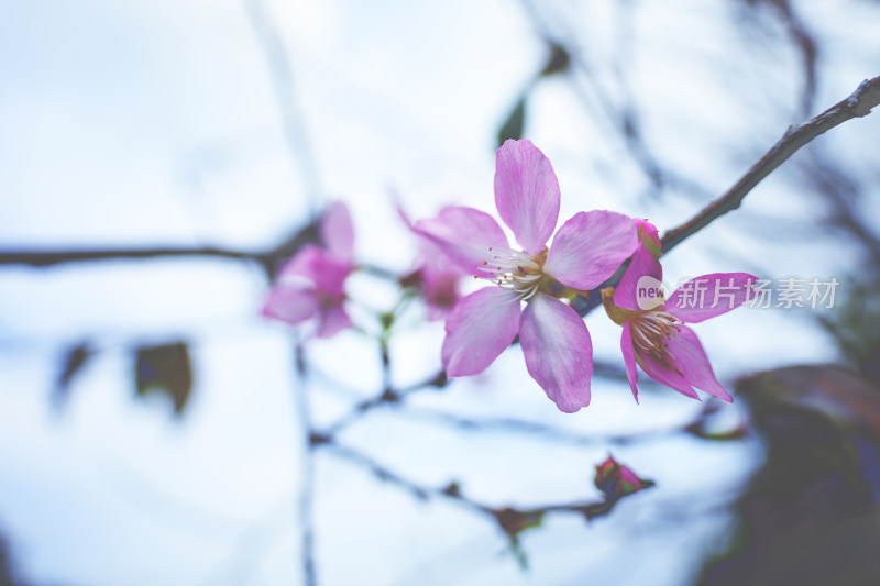 粉色樱花