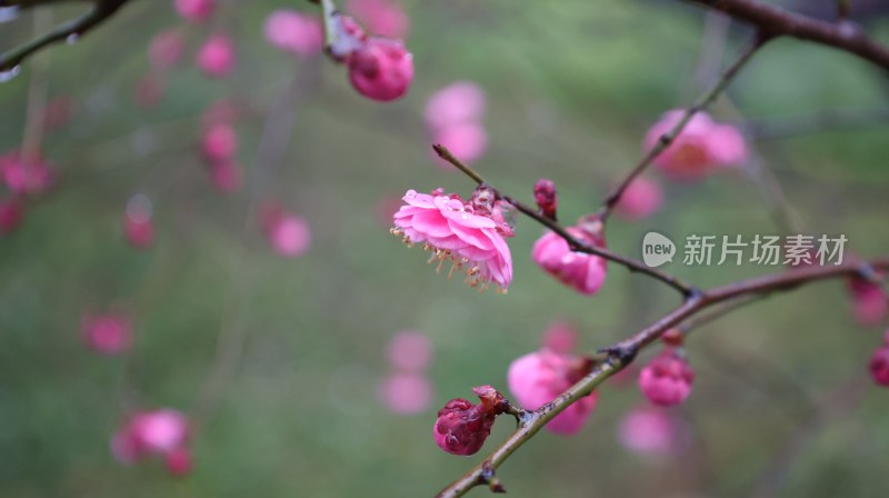 粉色梅花枝头绽放春意盎然景象