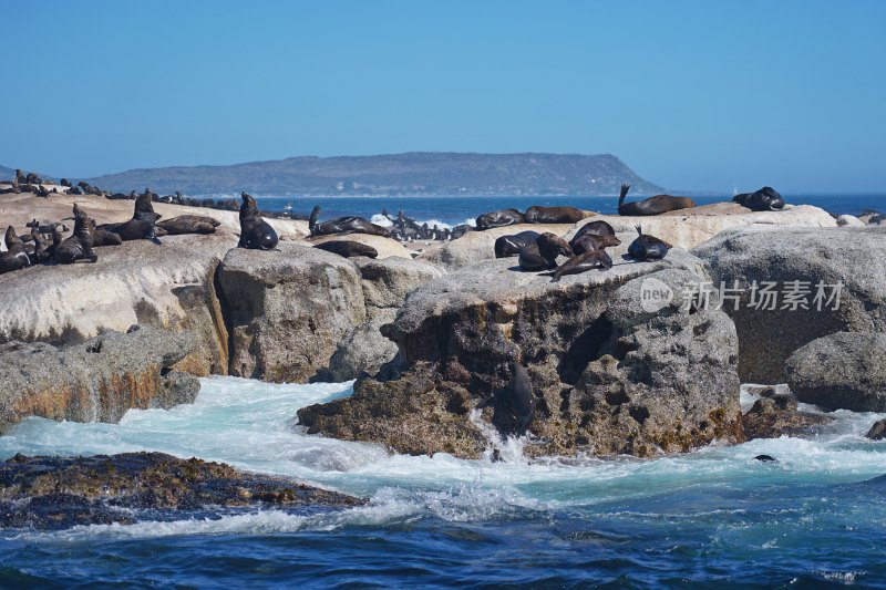 南非开普敦，海豹岛/德克岛，Duiker Island