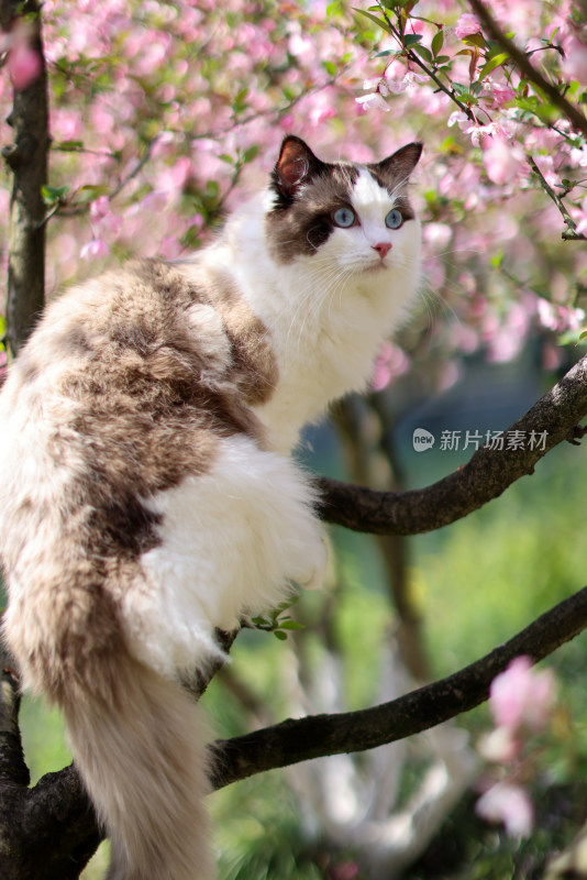 海棠花和布偶猫