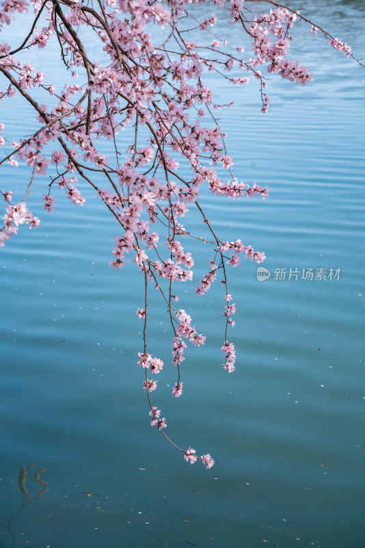 北京颐和园昆明湖桃花