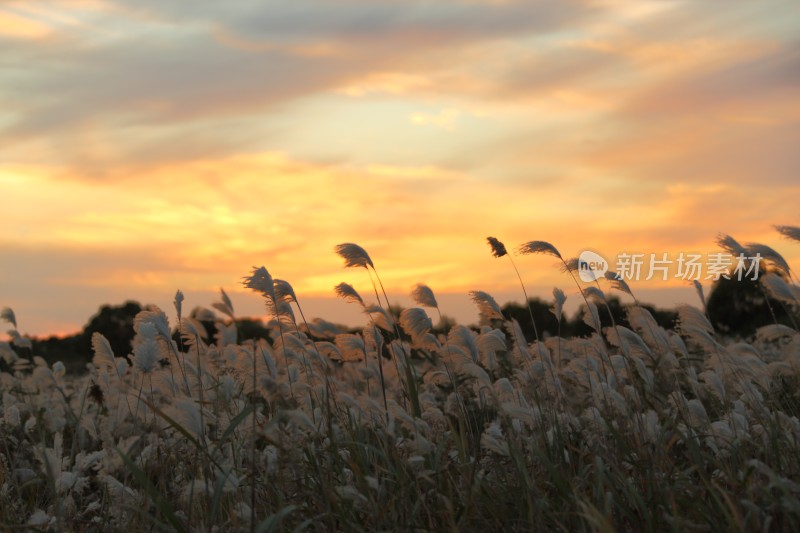 傍晚的芦苇