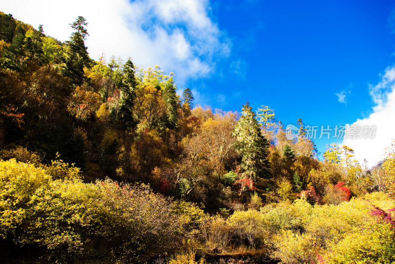 山林多彩树木与蓝天景观