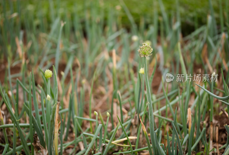 大葱结出葱种子