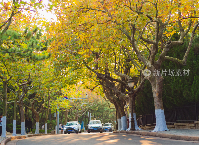 青岛八大关景区，金秋时节的梧桐树叶子变黄