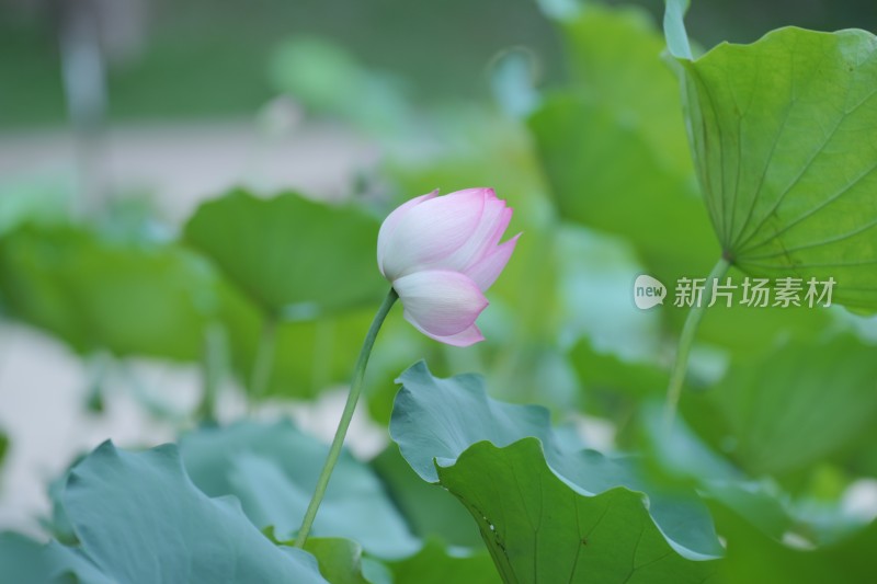 荷塘里的荷花