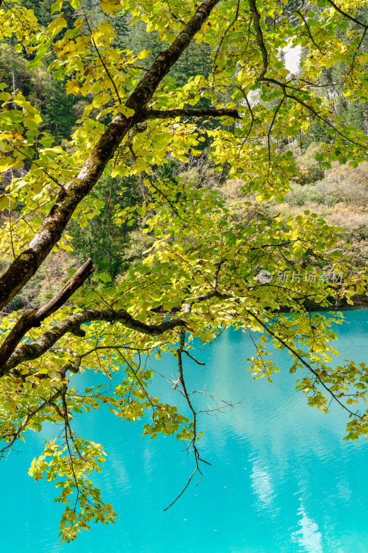 四川阿坝九寨沟秋天的树木和湖泊