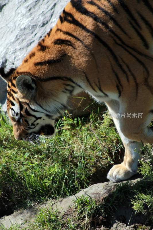 野生动物老虎食肉动物狩猎者