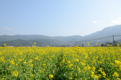 春天盛开的油菜花田