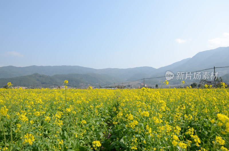 春天盛开的油菜花田