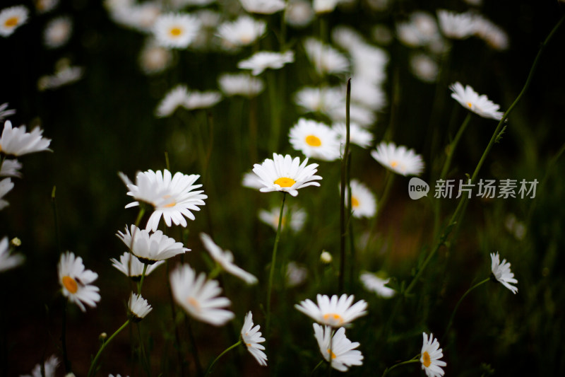 实拍菊花雏菊特写