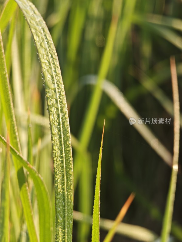 带露珠的青草特写