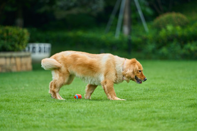 晴天在户外草地上欢快活动的金毛寻回犬