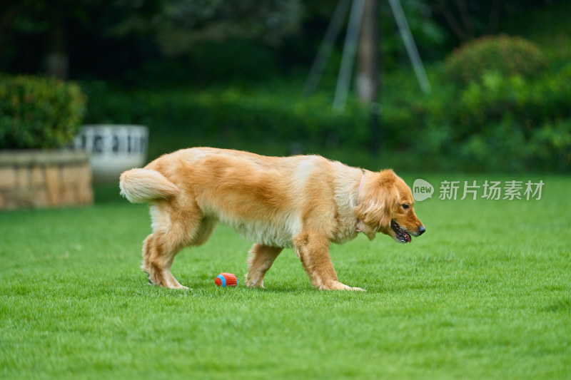 晴天在户外草地上欢快活动的金毛寻回犬