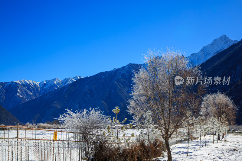 中国西藏地区冬季雾凇及雪绒花