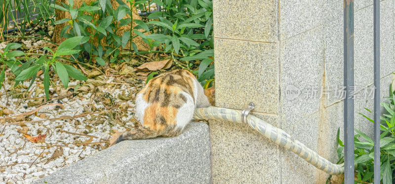 流浪三花猫