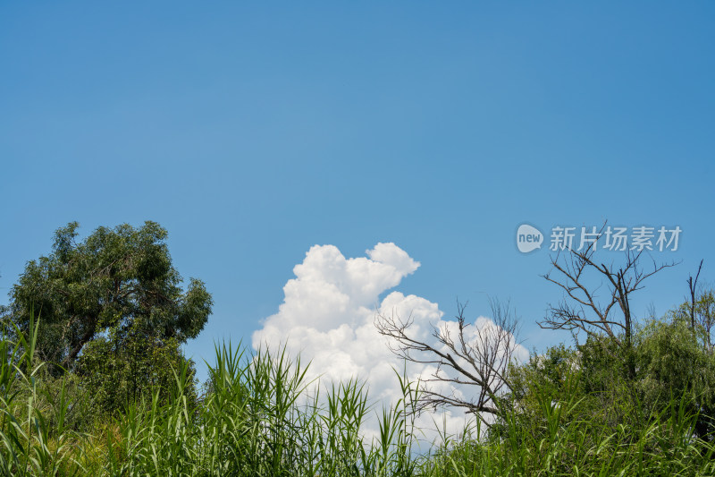 蓝天白云下的葱郁树林自然景观