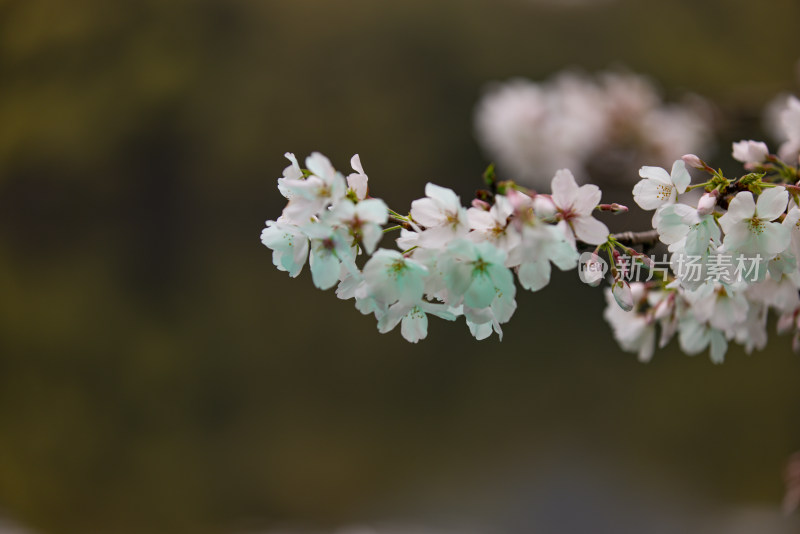 春天盛开的樱花特写