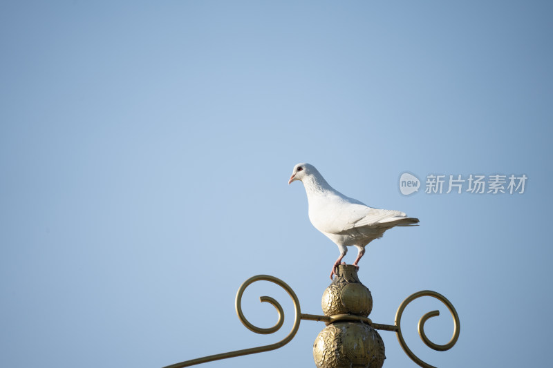 房顶上的鸽子