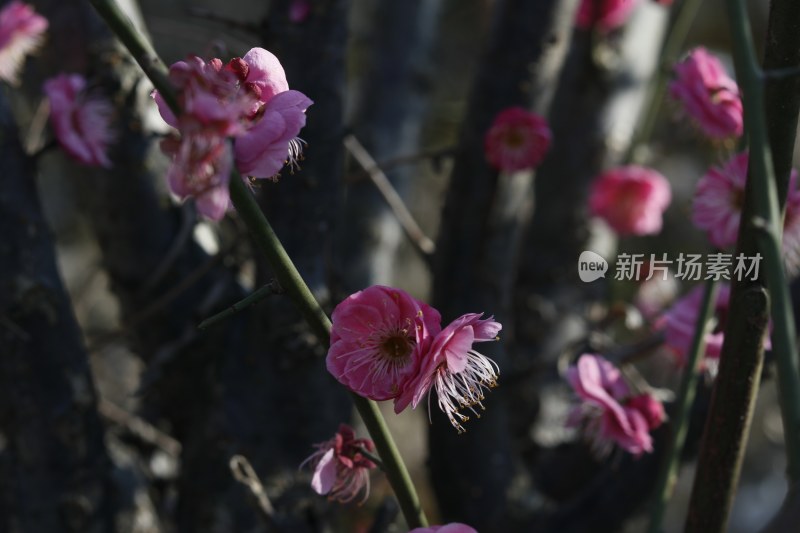 梅花 腊梅 红梅花