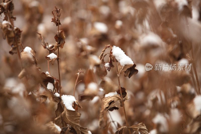 枯枝树叶和上面的积雪