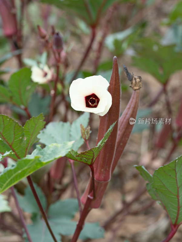 秋天的秋葵开花特写