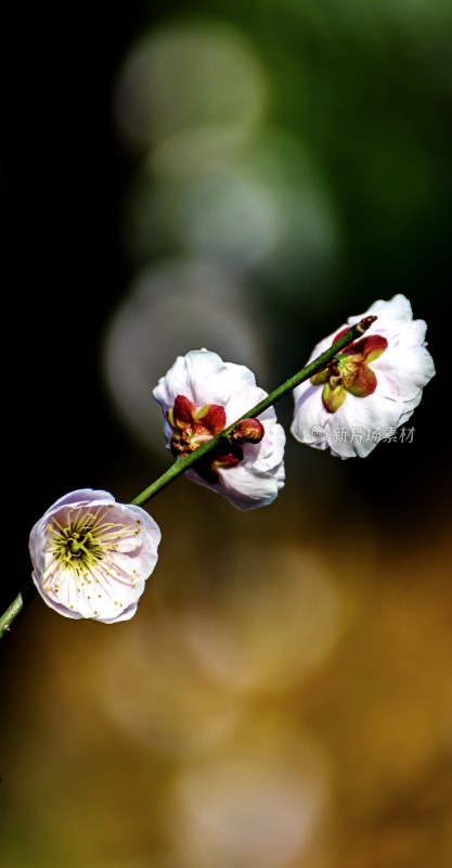 特写绽放的粉色梅花