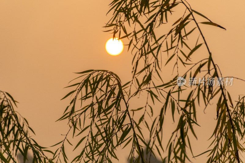 夕阳透过柳树枝叶的唯美画面