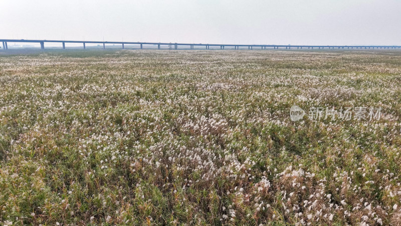 岳阳洞庭湖芦苇航拍图