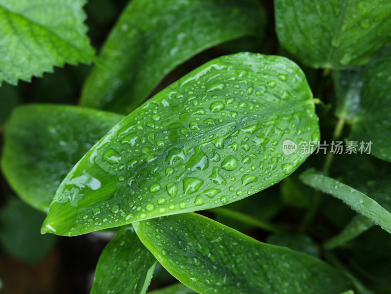 春天绿色的树叶叶子和雨滴水滴露水