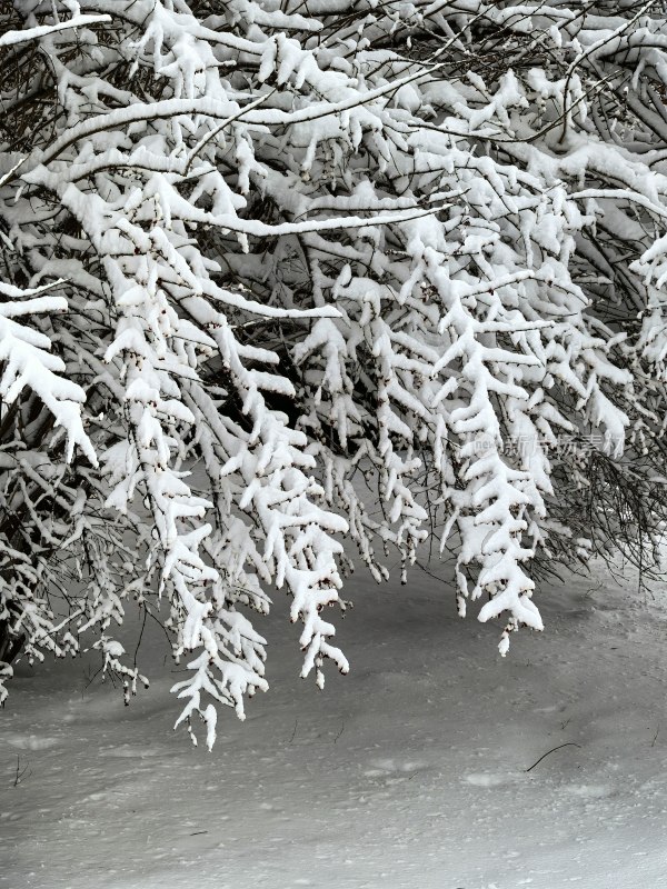 被积雪覆盖的树枝景象