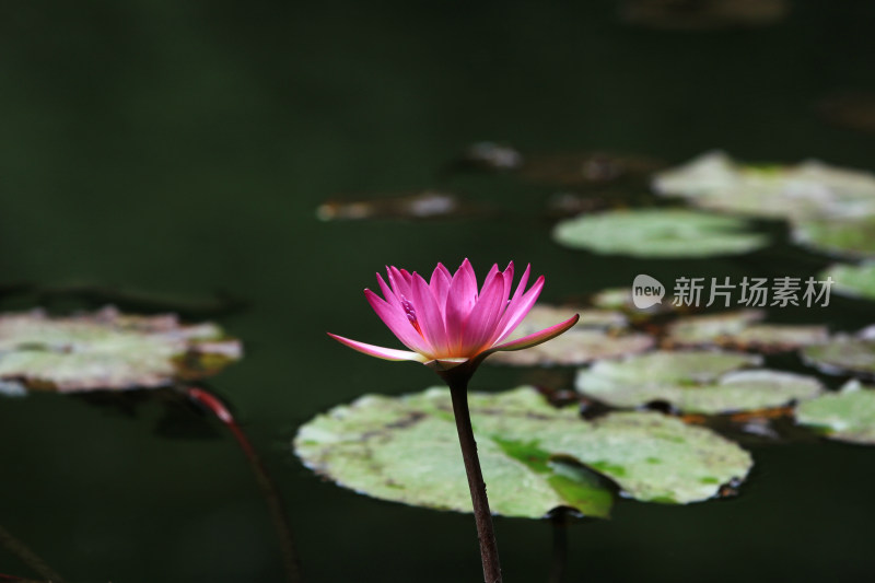 夏日池塘中的莲花