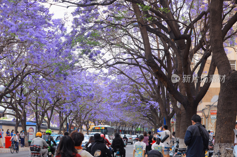 昆明蓝花楹 教场中路