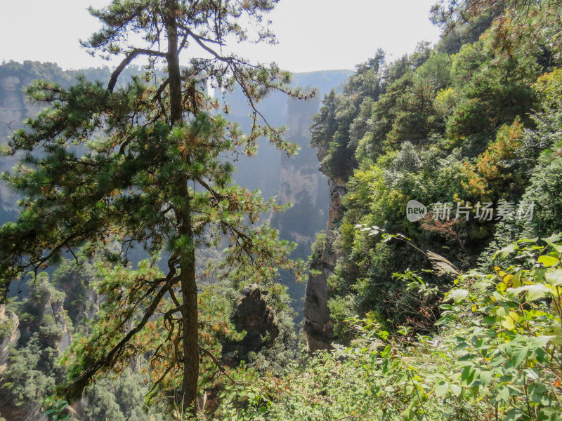 中国湖南张家界国家森林公园旅游风光