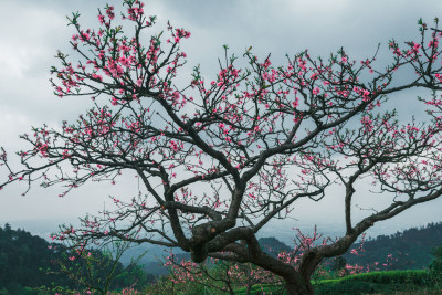 桃花山盛开