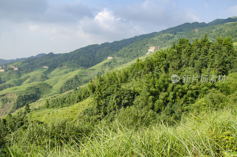 广西龙脊梯田 梯田风光 层层叠叠的稻田