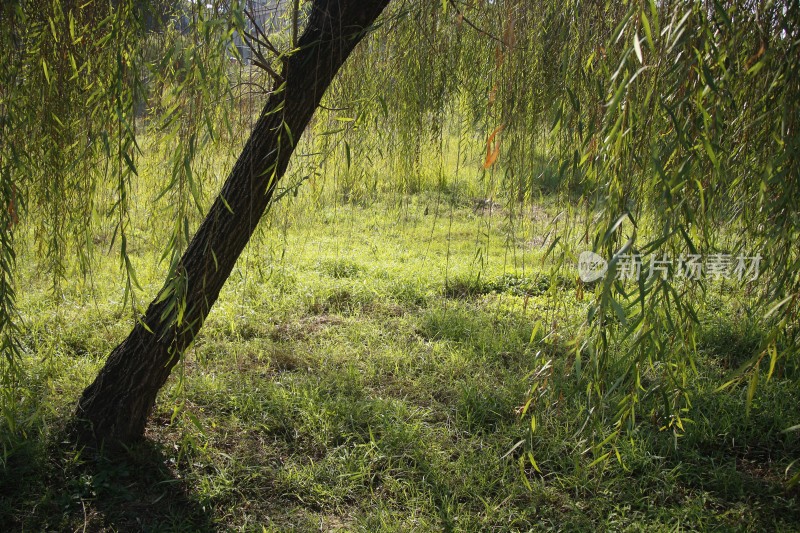 阳光下草地旁的柳树近景